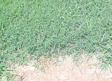 Bermuda Grass turf