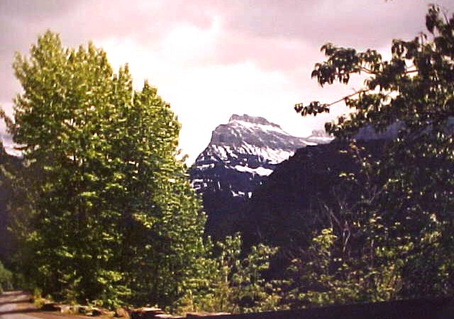 01_Black Cottonwood trees