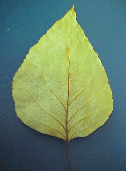 Black Cottonwood leaf