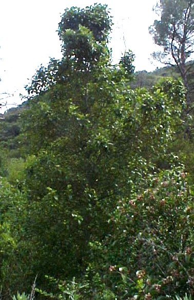 Black Cottonwood small tree