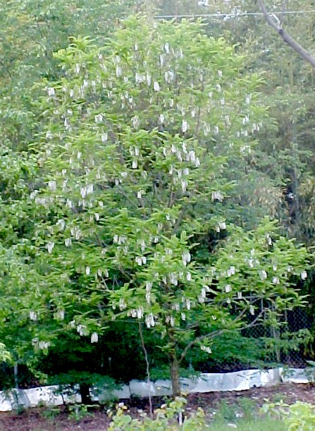01_Black Locust tree