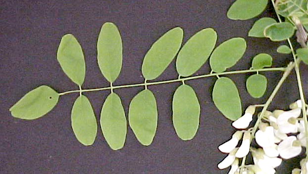 Black Locust leaf
