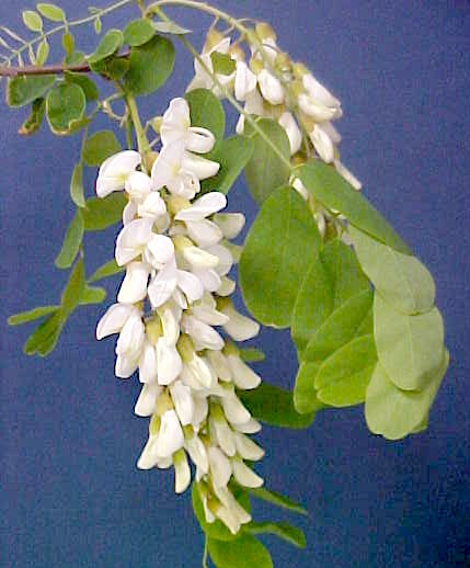 Black Locust twig