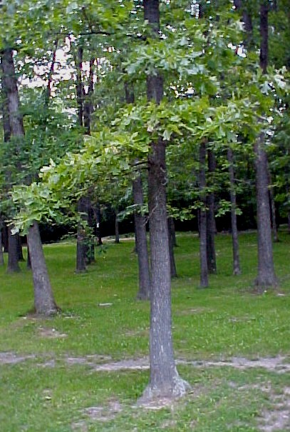 01_Black Oak tree