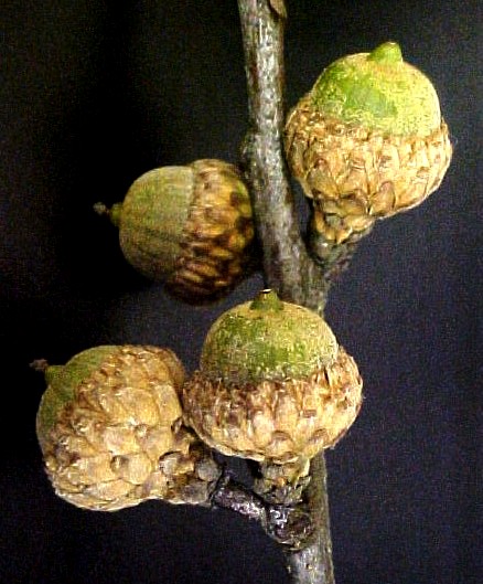 Black Oak acorns