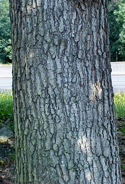 Black Oak bark