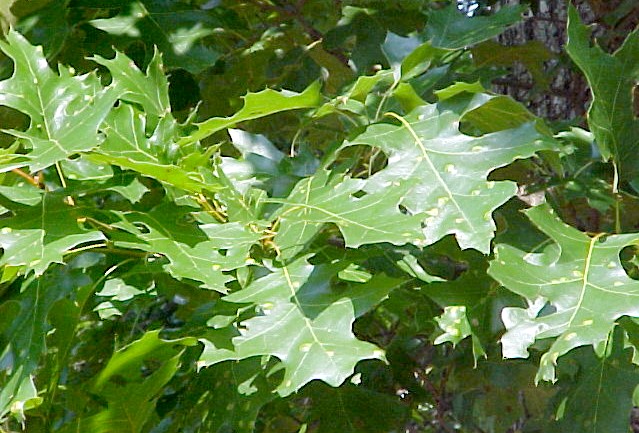 Black Oak foliage