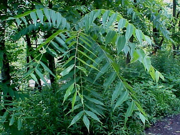 01_Black Walnut foliage