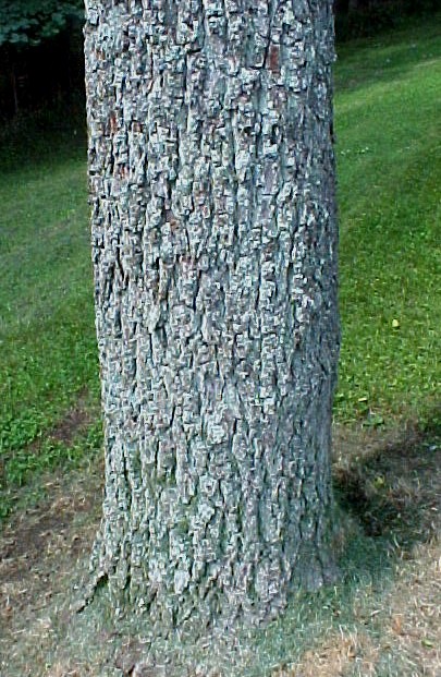 Black Walnut bark