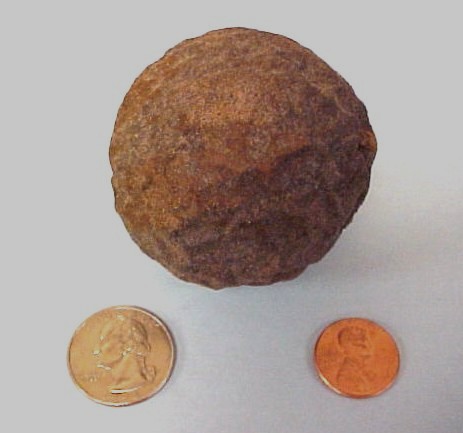 Black Walnut fruit