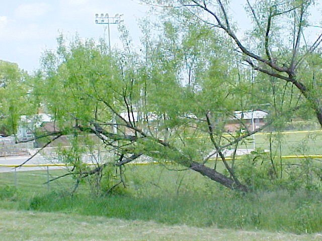 01_Black Willow trees