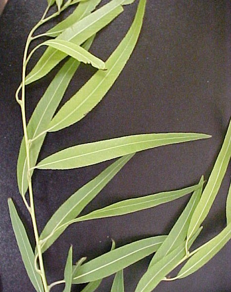 Black Willow leaves