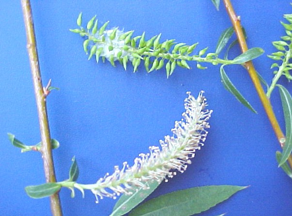 Black Willow male+female flowers