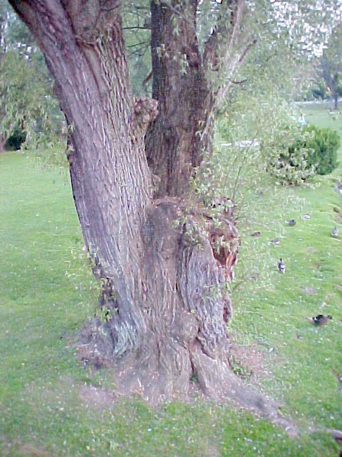 Black Willow trunk