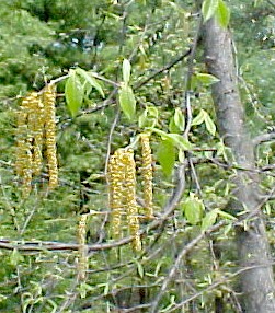 01_Sweet Birch catkins