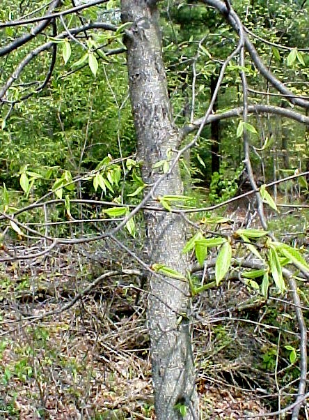 Sweet Birch trunk
