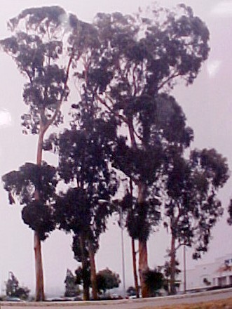 01_Eucalyptus trees