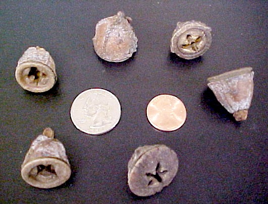 Eucalyptus fruit