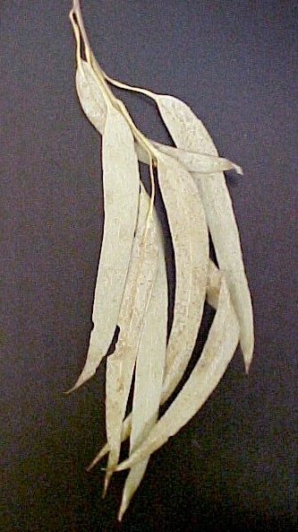 Eucalyptus leaves