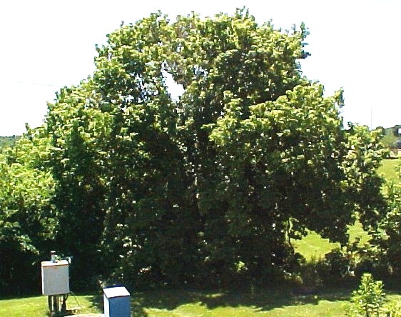 01_Box Elder tree