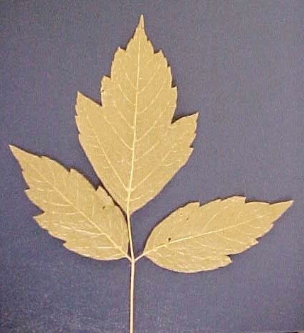 Box Elder 3-leaf