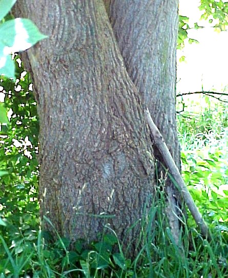 Box Elder bark