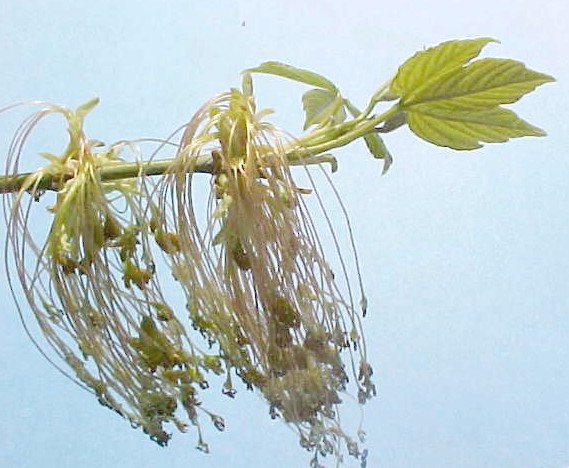 Box Elder flowers