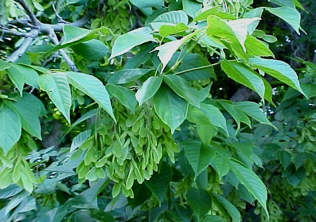 Box Elder fruiting branch