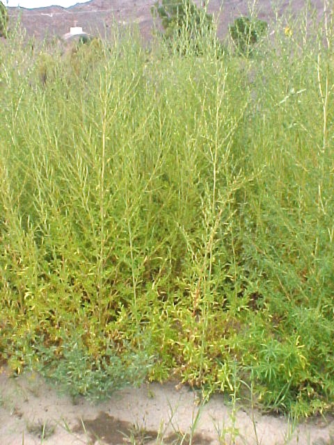 Firebush mature plants