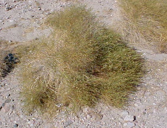 01_Burrobrush mature shrub