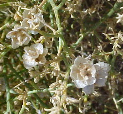 Burrobrush flowers closeup