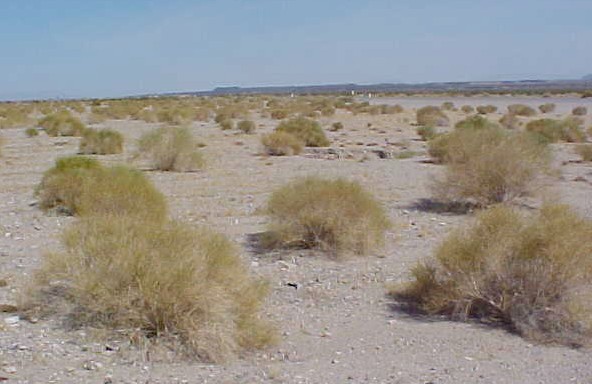 Burrobrush habitat