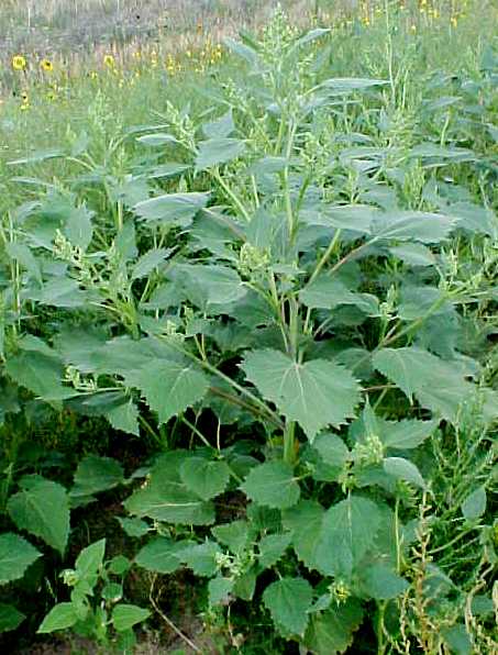 01_Burweed Marsh Elder large plant