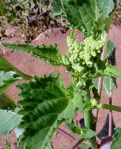 Burweed Marsh Elder closeup