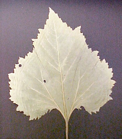 Burweed Marsh Elder leaf