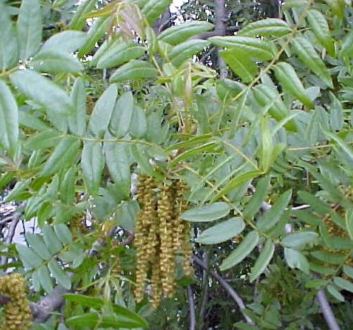 01_California Black Walnut male flowering branch