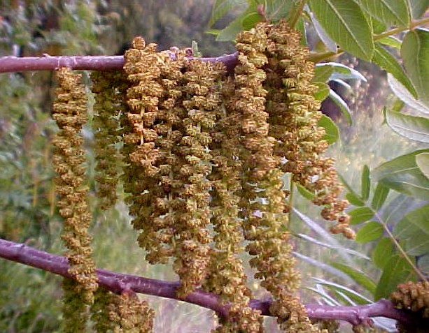 California Black Walnut male flowers