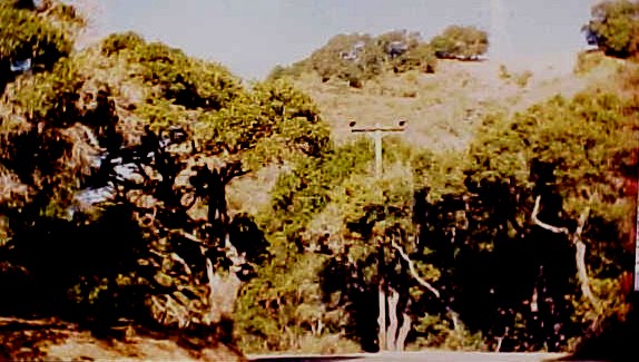 01_California Live Oak trees