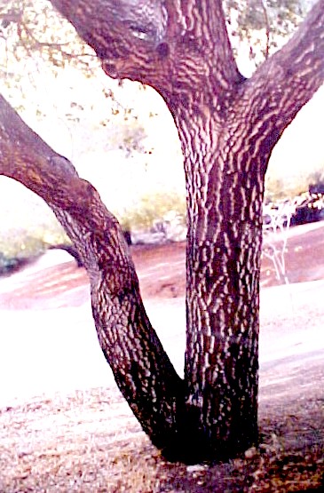 California Live Oak bark