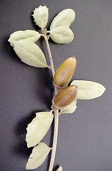 California Live Oak fruiting twig