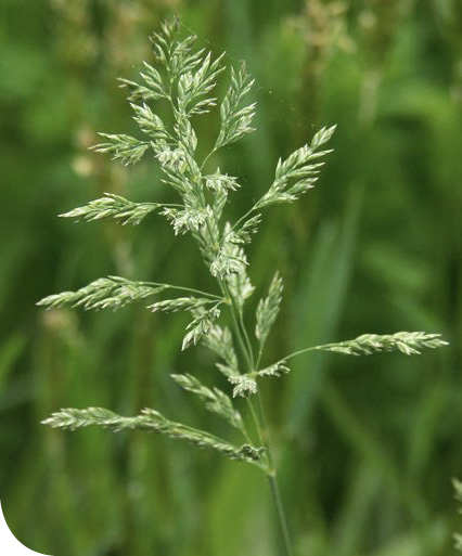 Poa_Bluegrass