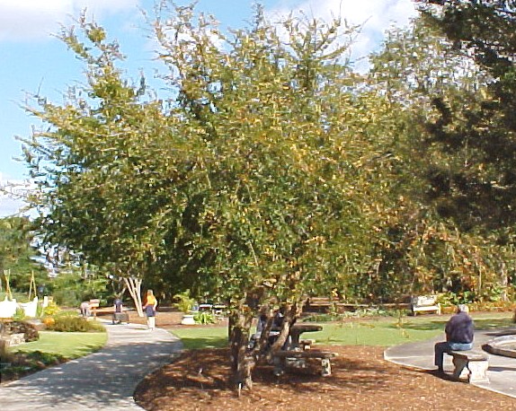 01_Cedar Elm tree