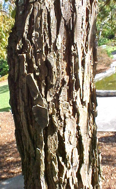 Cedar Elm bark