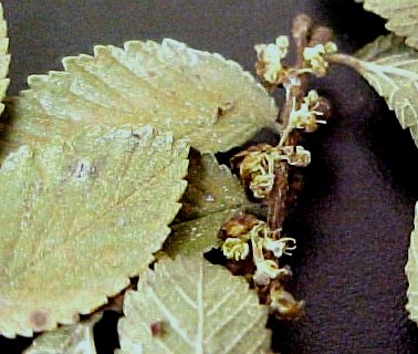 Cedar Elm flowers