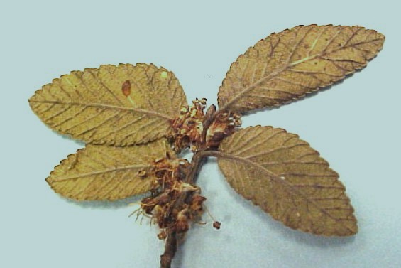 Cedar Elm leaves +  flowers