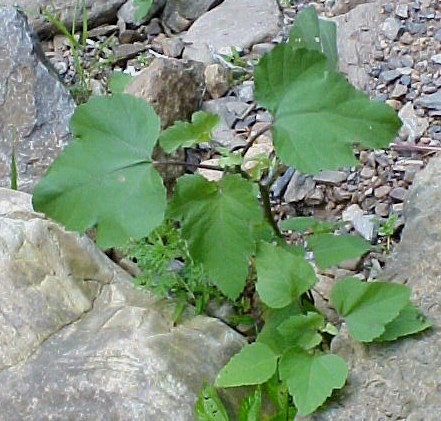 01_Cocklebur young plant
