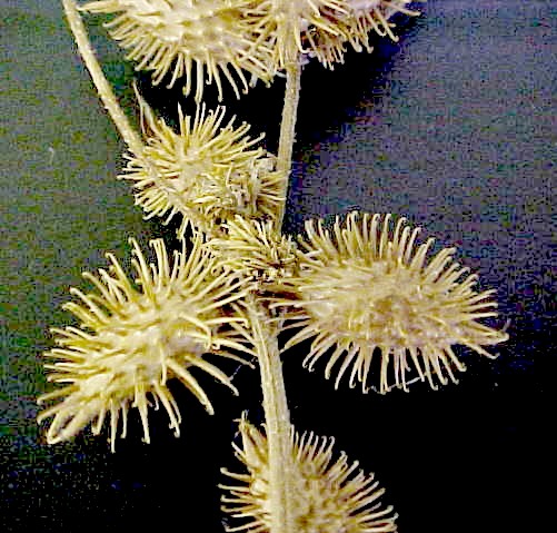 Cocklebur fruit