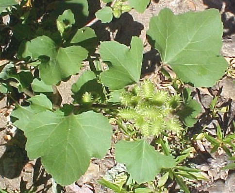 Cocklebur fruiting branch