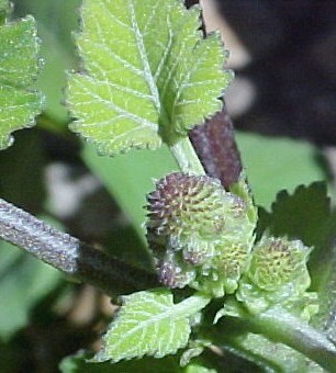 Cocklebur male flowers