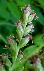 Common Mugwort flowers closeup